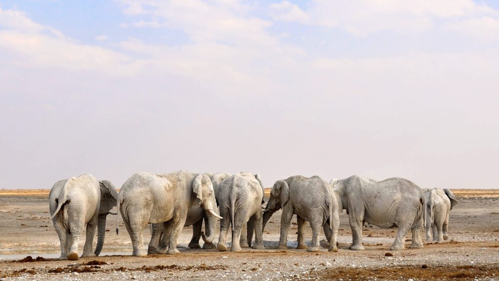 Where Are All the African Elephants? - Earth Day