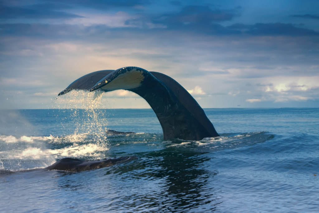 Action Alert: Urge The Icelandic Government To End Whale Hunting ...