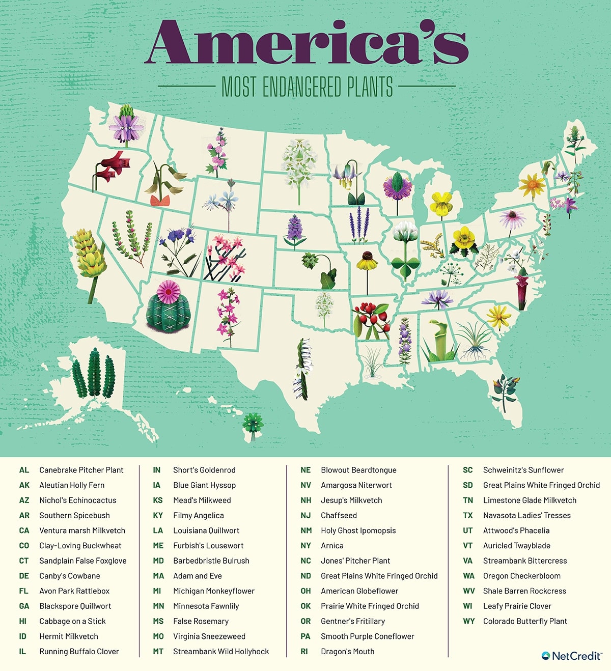 An illustrated tribute to most endangered plant in every US state