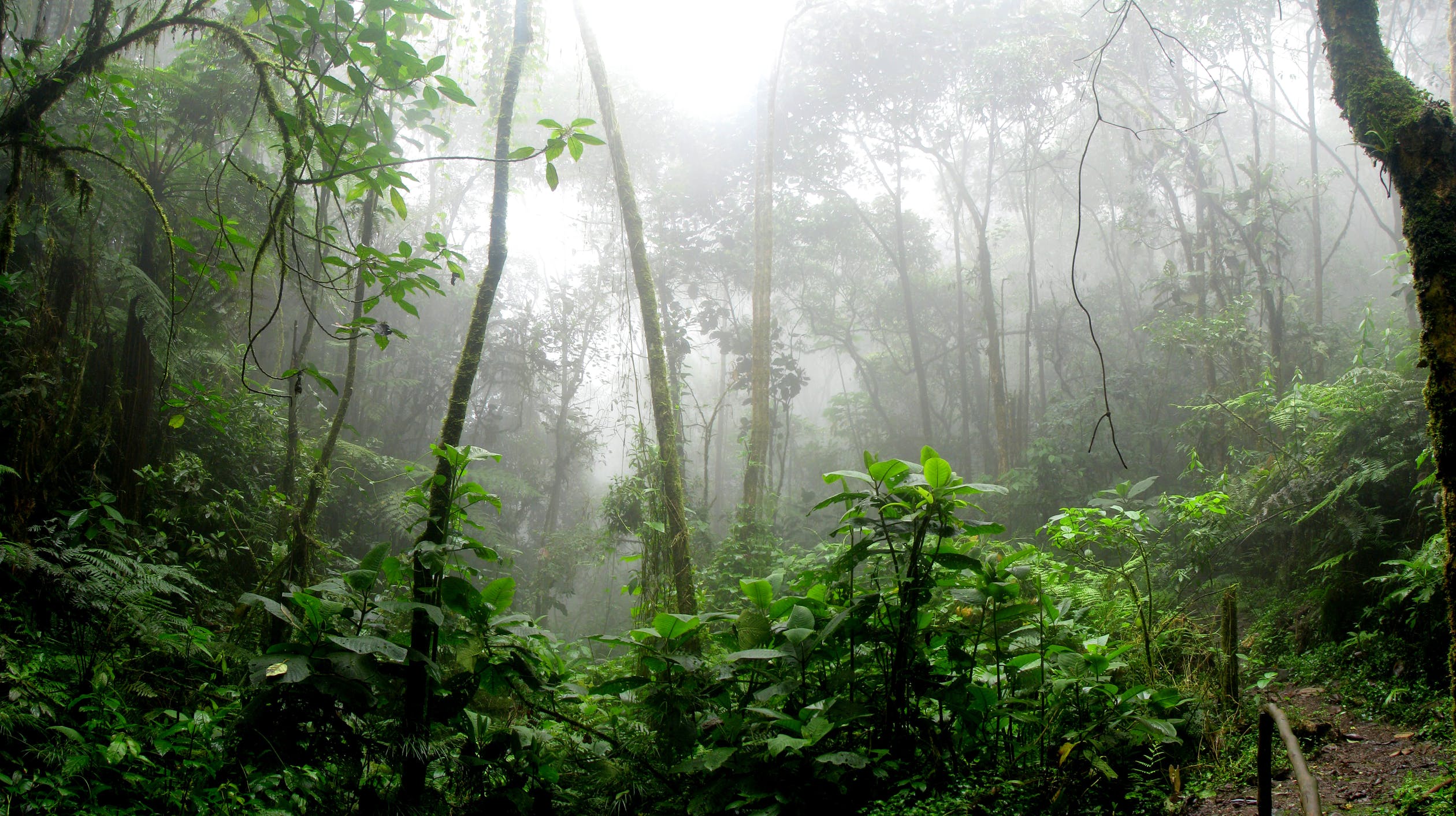 Amazon Rainforest - Earth Day