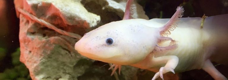 Axolotl - Earth Day