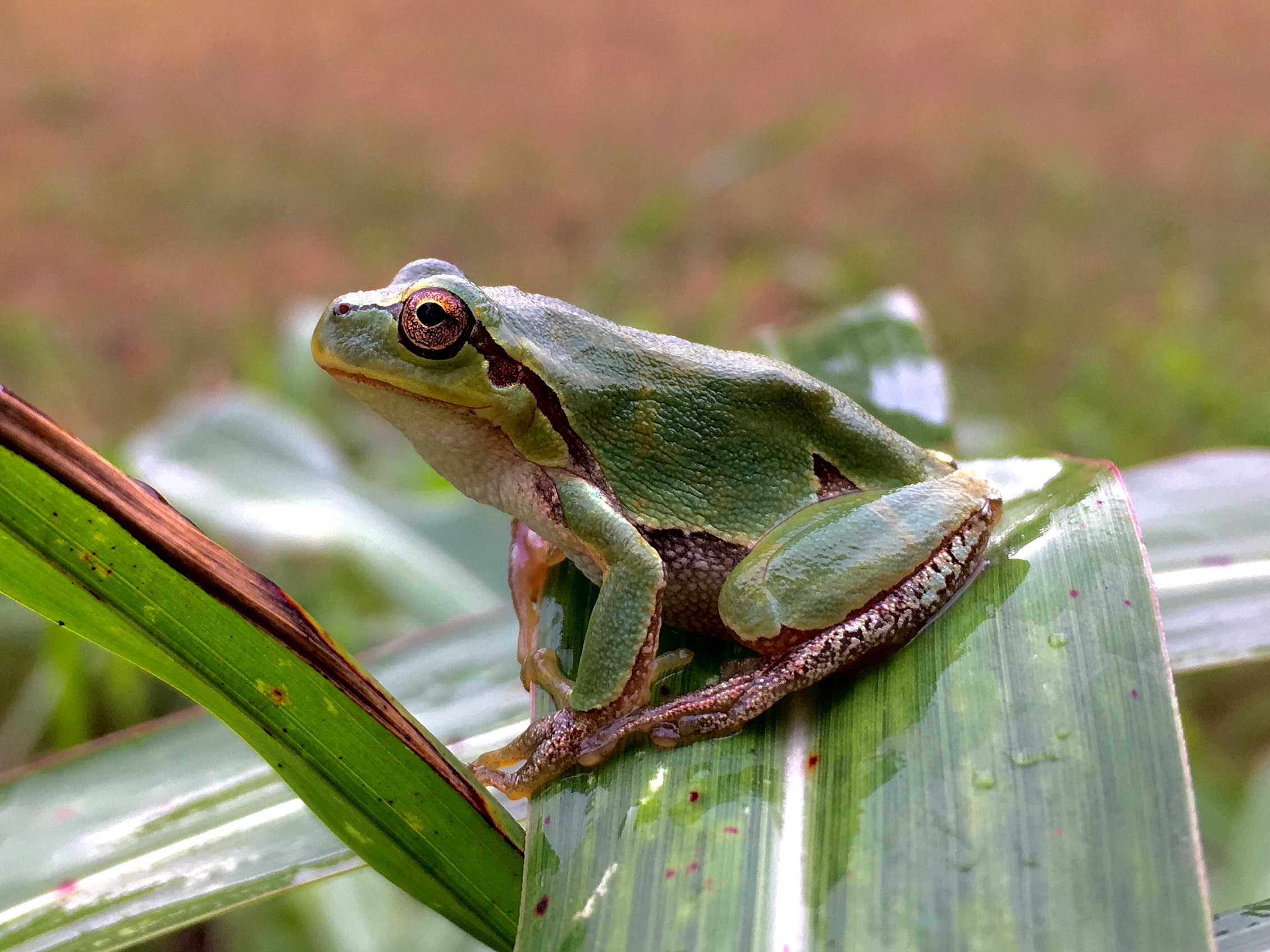 Why we should treasure the diverse world of amphibians - Earth Day