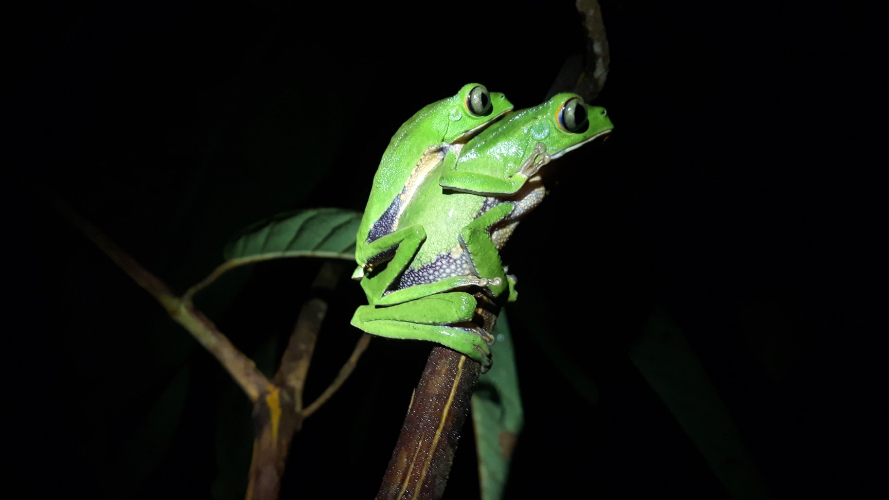 Why we should treasure the diverse world of amphibians - Earth Day