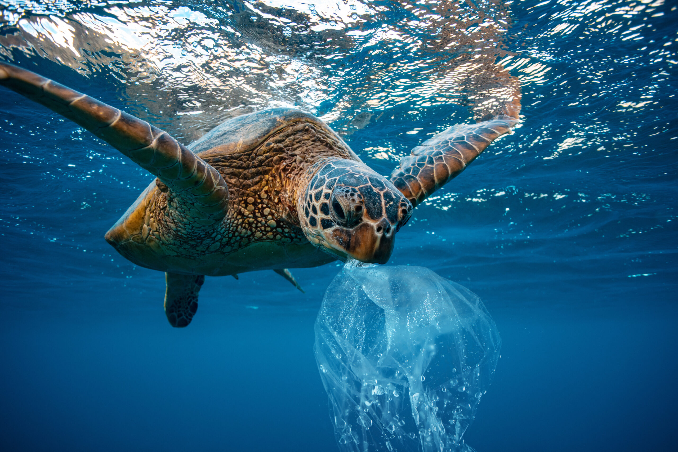 Turtle Eating Plastic