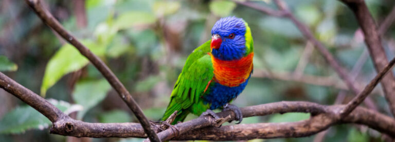 Colorful Rainbow Lorikeet Parrot sitting in Branch