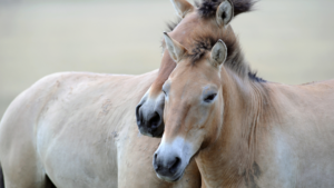 Przewalski horses