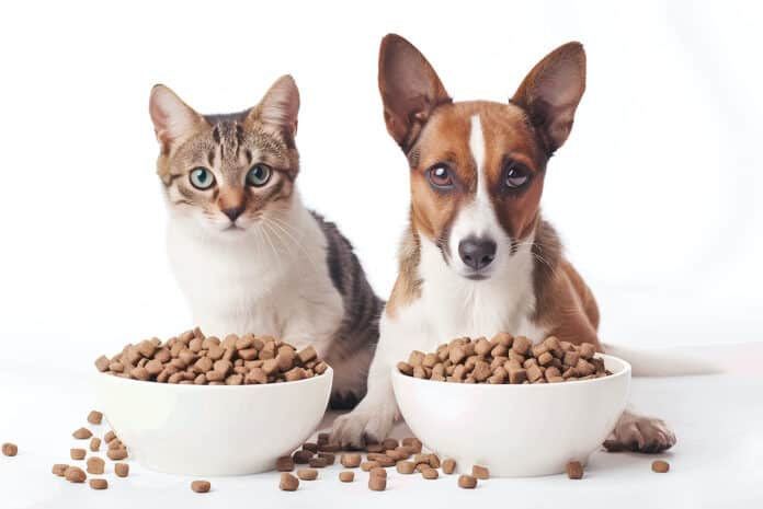 Cute dog and cat with bowls of food on white background