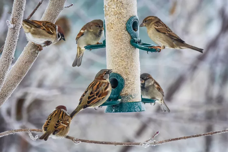 bird-feeder-mistakes-GettyImages-2176491792-f267cf364eaa4011855f738a4fd48ca6