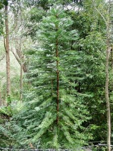 Wollemi pine