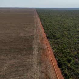 Deforestation in Cerrado.
