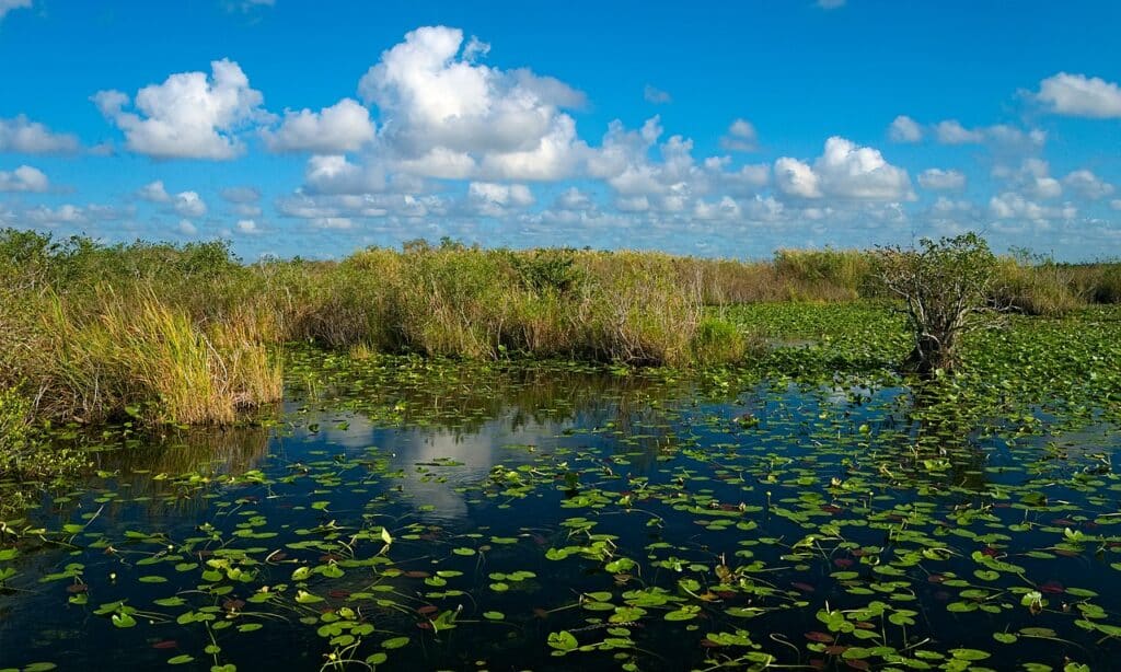 Everglades Anhinga Trail Pond