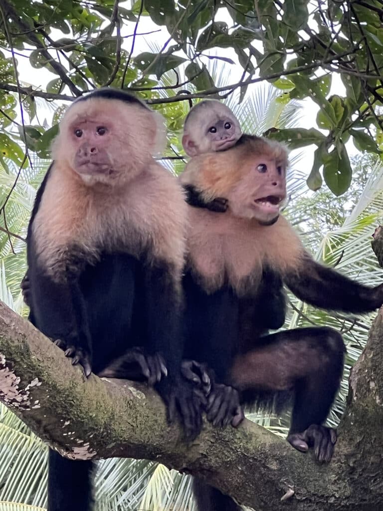 White headed Capuchin monkeys in a tree