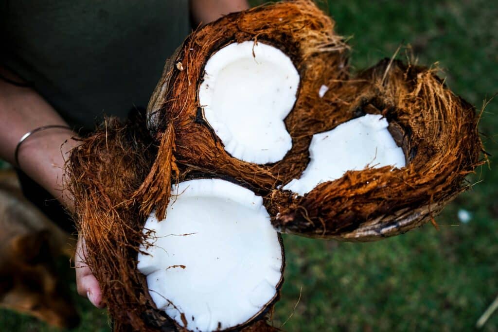 Person holding 3 coconuts