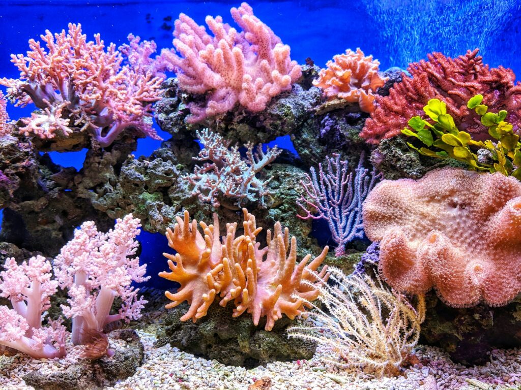 Live corals
