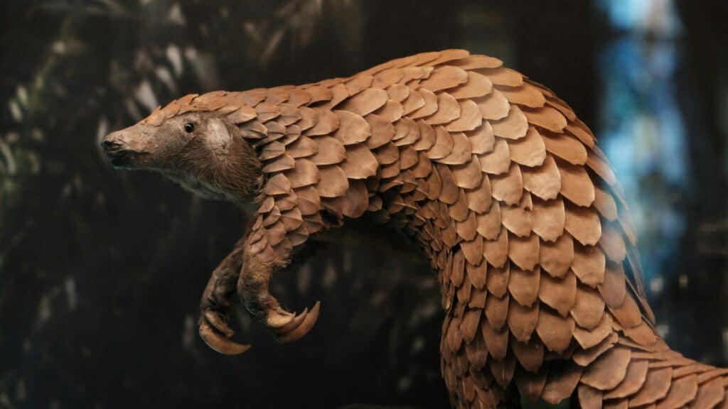 Africa Museum Pangolin