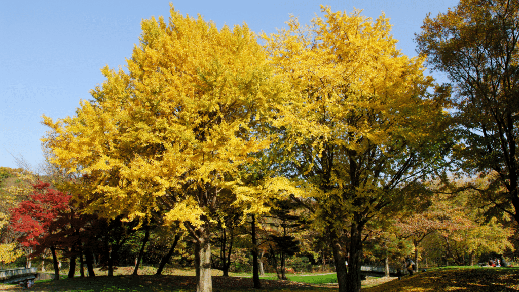 Gingko tree