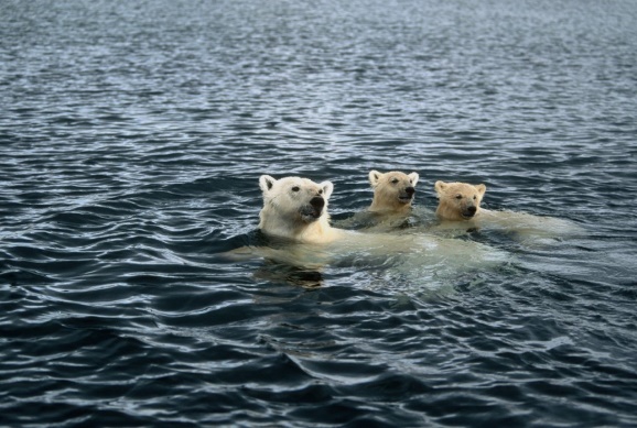 Dwindling ice is forcing polar bears to make longer, more dangerous ...