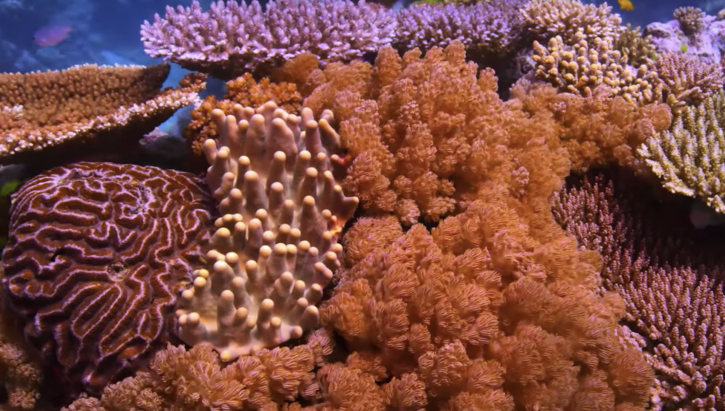 "Chasing Coral" Documentary Contest | Earth Day Network